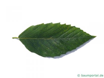 american beech (Fagus grandiflora) leaf