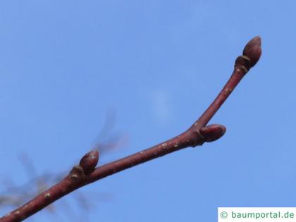 large leaved american lime(Tilia americacna 'Nova') buds in winter