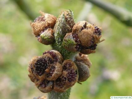 arizona ash (Fraxinus velutina) flower