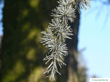 Atlas cedar (Cedrus atlantica 'Glauca') needle