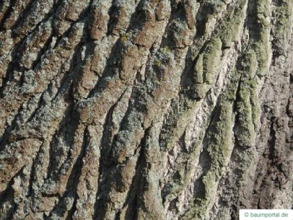 balsam poplar (Populus balsamifera) trunk / stem