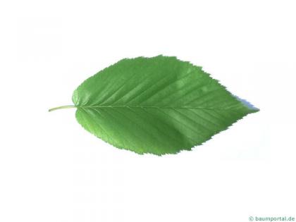 black birch (Betula lenta) leaf
