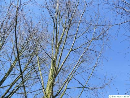 black birch (Betula lenta) tree in winter