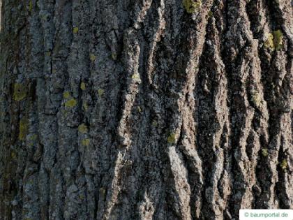 black poplar (Populus nigra) trunk / bark