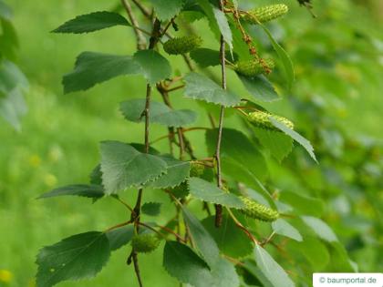 blue birch (Betula caerulea) flower