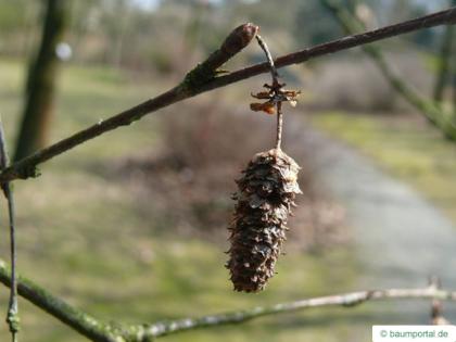 blue birch (Betula caerulea) fruit / cone