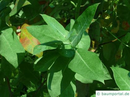 blue gum (Eucalyptus globulus) leaf