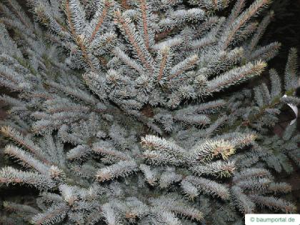 blue spruce (Picea pungens 'Glauca') needles
