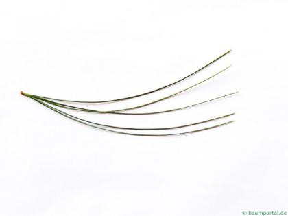 buhtan pine (Pinus wallichiana) needles