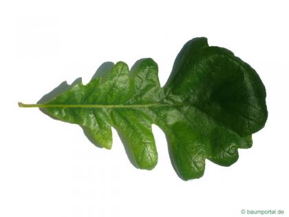bur oak (Quercus macrocarpa) leaf