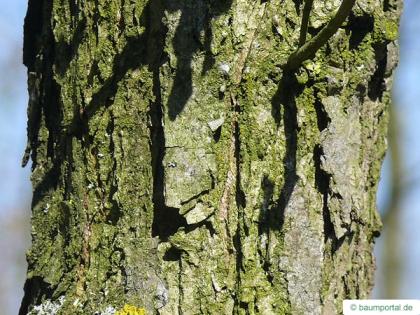 bur oak (Quercus macrocarpa) trunk / stem