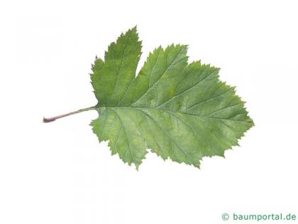 canadian hawthorn (Crataegus canadensis) leaf