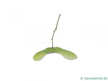 cappadocian maple (Acer cappadocicum) fruit