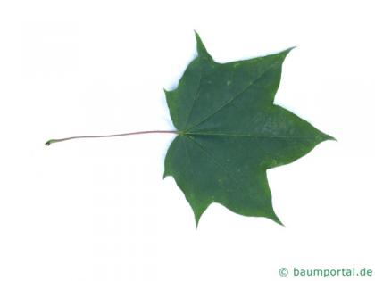 cappadocian maple (Acer cappadocicum) leaf