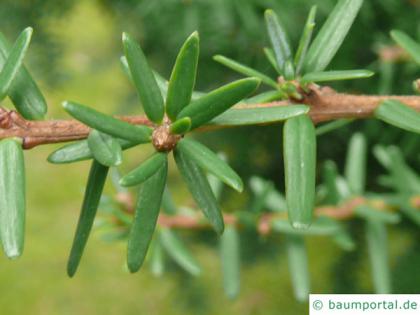 carolina hemlock (Tsuga caroliniana) needles