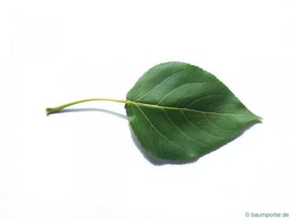 carolina poplar (Populus canadensis) leaf