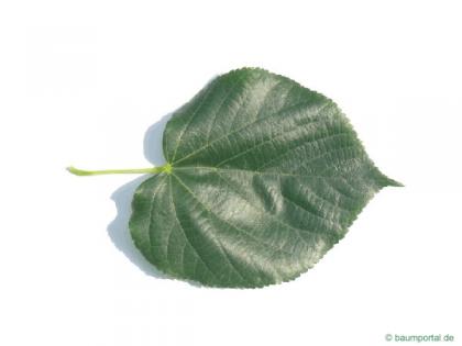 caucasian lime (Tilia x euchlora) leaf