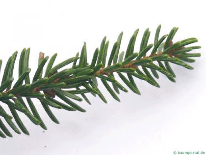 caucasian spruce (Picea orientalis) needle position