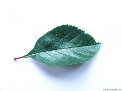 cockspur hawthorn (Crataegus crus-galli) leaf