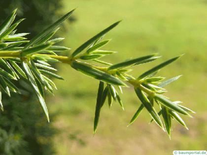 common juniper (Juniperus communis) needle