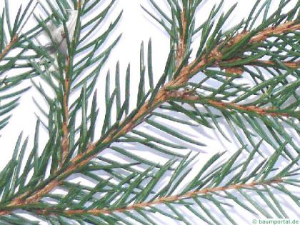 common spruce (Picea abies) branch