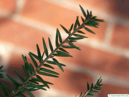 common yew (Taxus baccata)  branch tip