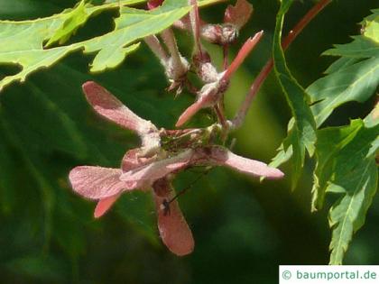 cut leaved japanese maple (Acer japonicum 'Aconitifolium') fruits