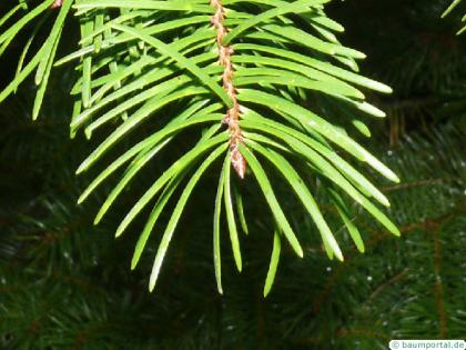 douglas (Pseudotsuga menziesii) terminal bud