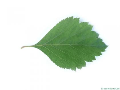douglas hawthorn (Crataegus douglasii) leaf