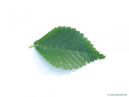 dutch elm (Ulmus hollandica) leaf