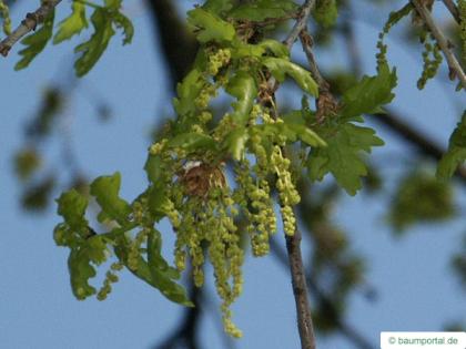 english oak (Quercus robur) flower