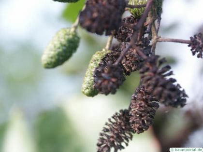 european alder (Alnus glutinosa) fruit