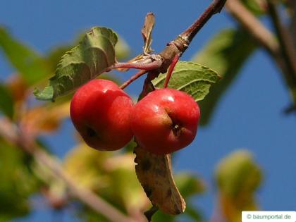 european crab apple (Malus sylvestris) apple fruit / apple