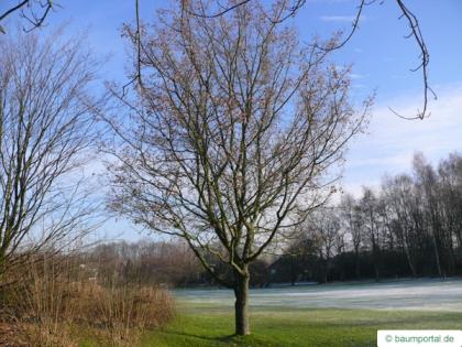 field maple (Acer campestre) tree in winter