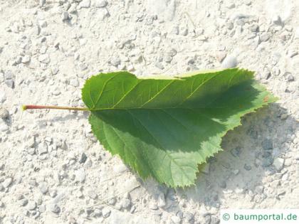 fireberry hawthorn (Crataegus chrysocarpa) leaf