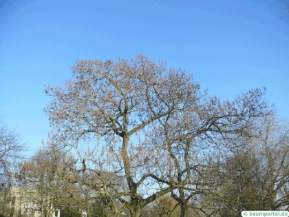 foxglove tree (Paulownia tomentosa) tree