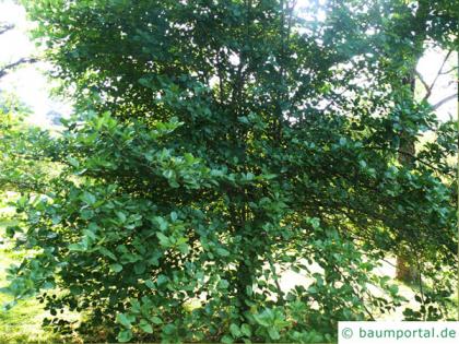 frosted hawthorn (Crataegus pruinosa) tree in summer