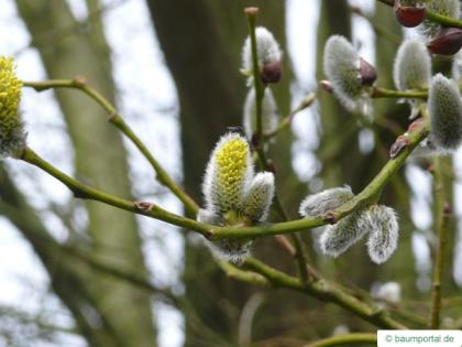 goat willow (Salix caprea) Blüten