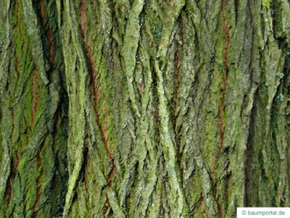 goat willow (Salix caprea) trunk / bark