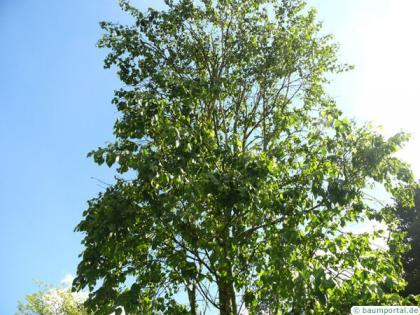 gold birch (Betula ermanii) crown in summer