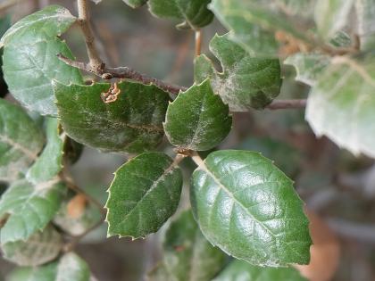 Golden oak (Quercus alnifolia) leaf