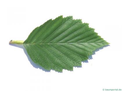 gray alder (Alnus incana) leaf