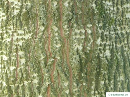 gray poplar (Populus × canescens) trunk / bark