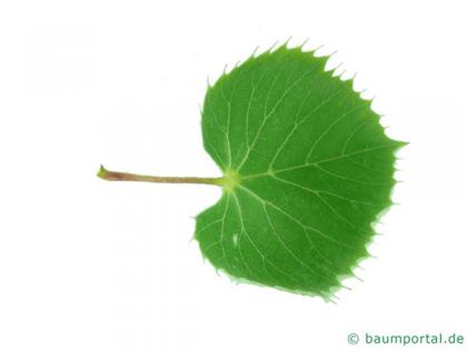 henry's lime (Tilia henryana) leaf