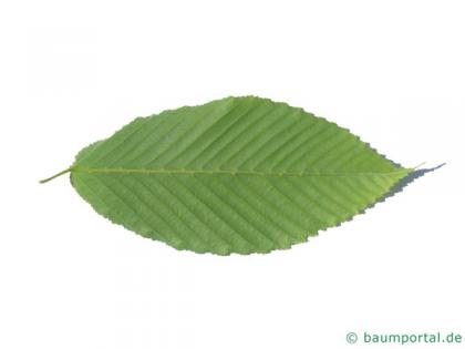 hornbeam maple (Acer carpinifolium) leaf
