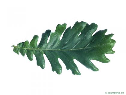 hungarian oak (Quercus fainetto) leaf