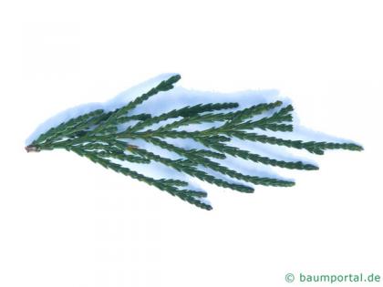 incense cedar (Calocedrus decurrens) needles