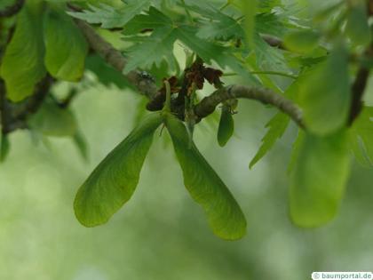 dissected norway maple (Acer saccharinum 'Wieri') fruit
