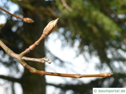 italian maple (Acer opalus) buds