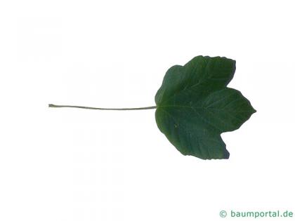 italian maple (Acer opalus) leaf